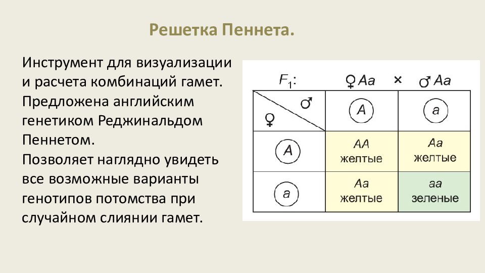 Закономерности наследования признаков. Моногибридное скрещивание