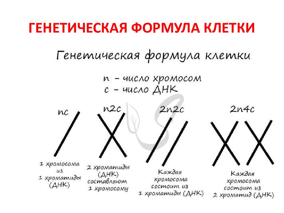 Установите соответствие между признаками и фазами митоза обозначенными цифрами на схеме выше