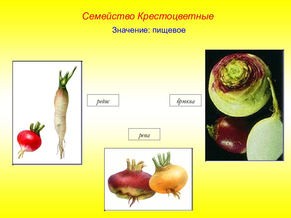 Крестоцветные растения в жизни человека. Редька семейство крестоцветные. Отдел Покрытосеменные класс двудольные семейство крестоцветных. Корнеплоды семейства крестоцветных. Семейство крестоцветные значение.