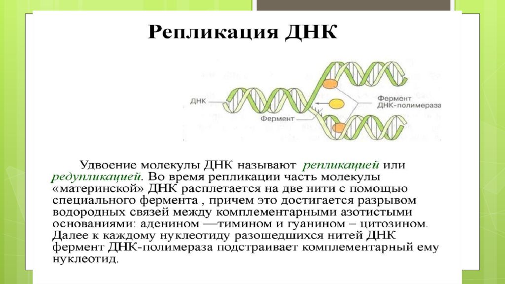 Осуществляется ферментом днк полимеразой. Фермент ДНК полимераза. Ферменты редупликации ДНК. Редупликация это в биологии. Фермент ДНК полимераза 3 функции.