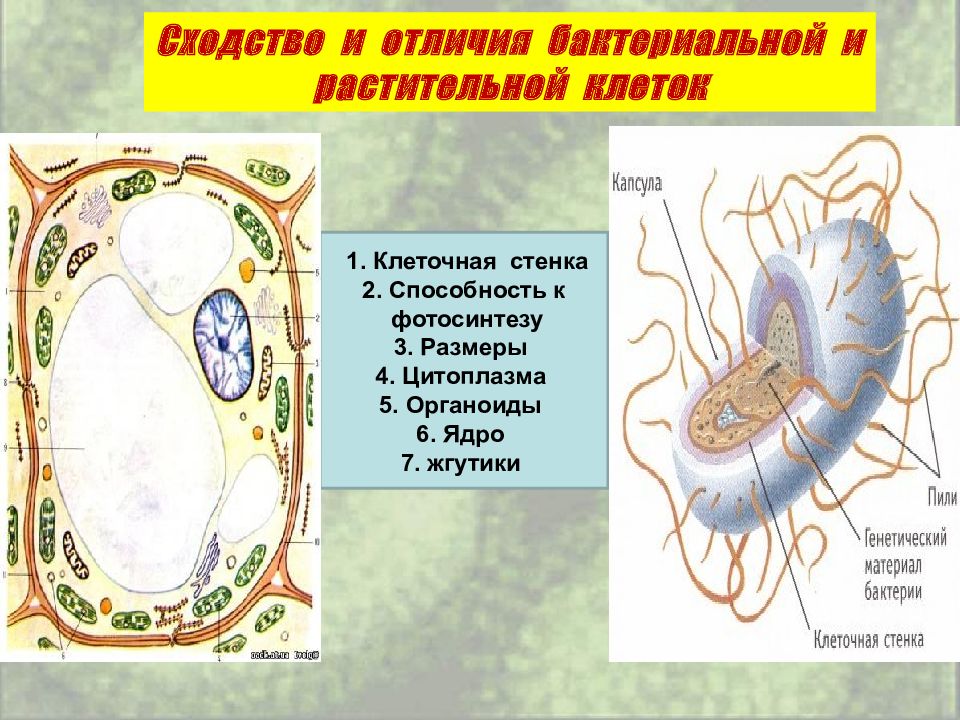 Клеточная стенка царство. Бактериальная и растительная клетка. Цитоплазма клеточная стенка. Отличие бактериальной клетки. Способность к фотосинтезу растительной клетки.