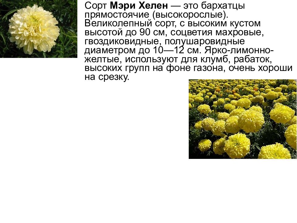 Лабораторная работа Изучение изменчивости, критериев вида, результатов