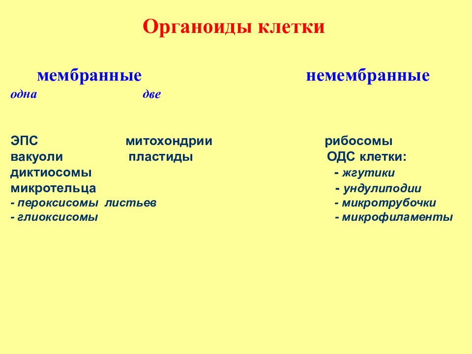 Митохондрии пластиды клеточный центр органоиды движения клеточные включения презентация 9 класс