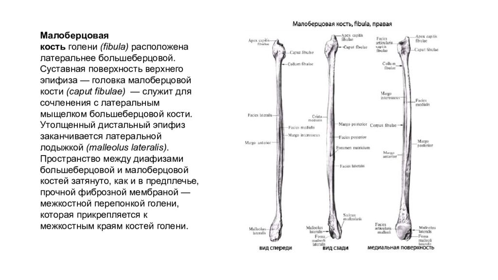 Головка берцовой кости. Малоберцовая кость анатомия строение. Малоберцовая кость дистальный эпифиз. Суставная поверхность головки малоберцовой кости. Остеология малоберцовой кости.