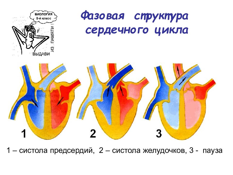 Расслабление предсердий и желудочков. Фазы сердечного цикла схема. Схема иллюстрирующая сердечный цикл. Сердечный цикл систола предсердий. Систола предсердий систола желудочков.