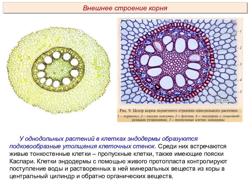 Строение корня однодольных и двудольных растений. Анатомическое строение корня двудольных растений. Строение корня однодольного растения. Срез корня однодольного растения. Поперечный срез корня однодольного.