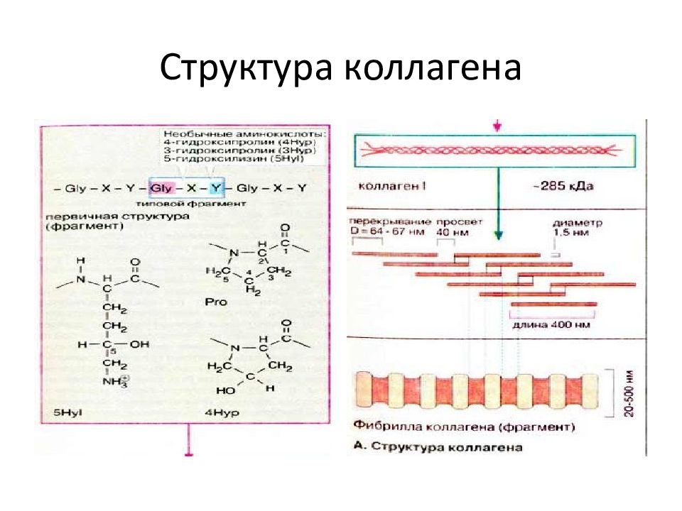 Коллаген презентация по химии