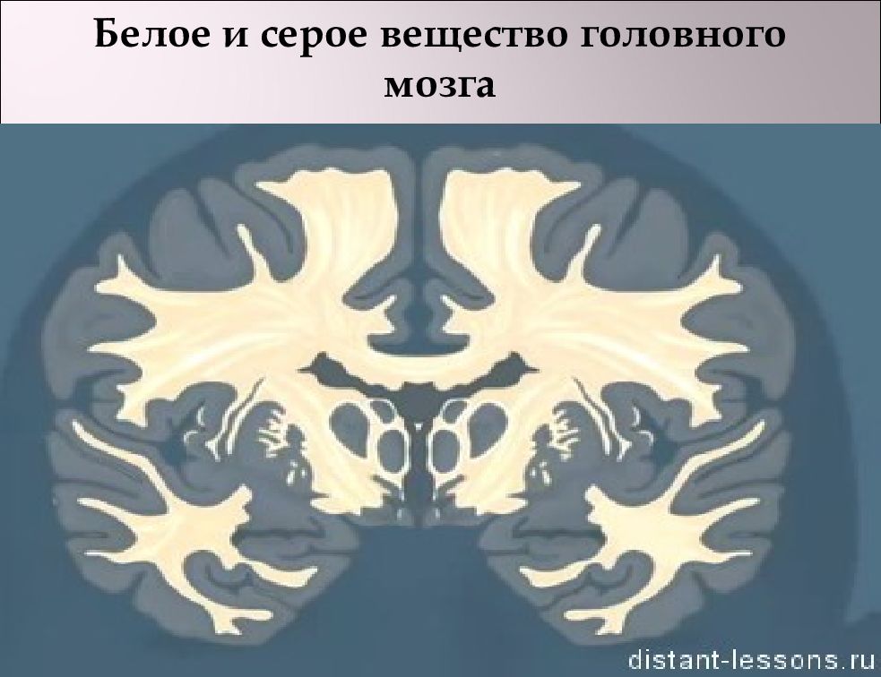 Общая схема локализации белого и серого вещества головного мозга