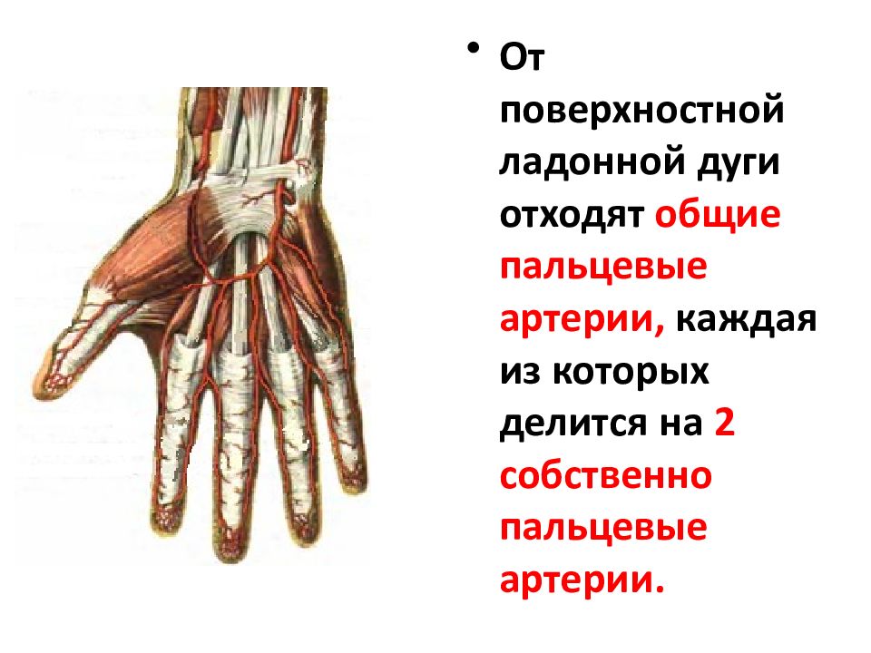 Ладонная мышца. Общие ладонные пальцевые артерии отходят от. Поверхностная ладонная артериальная дуга. Собственная ладонная пальцевая артерия. Поверхностная ладонная дуга образована.