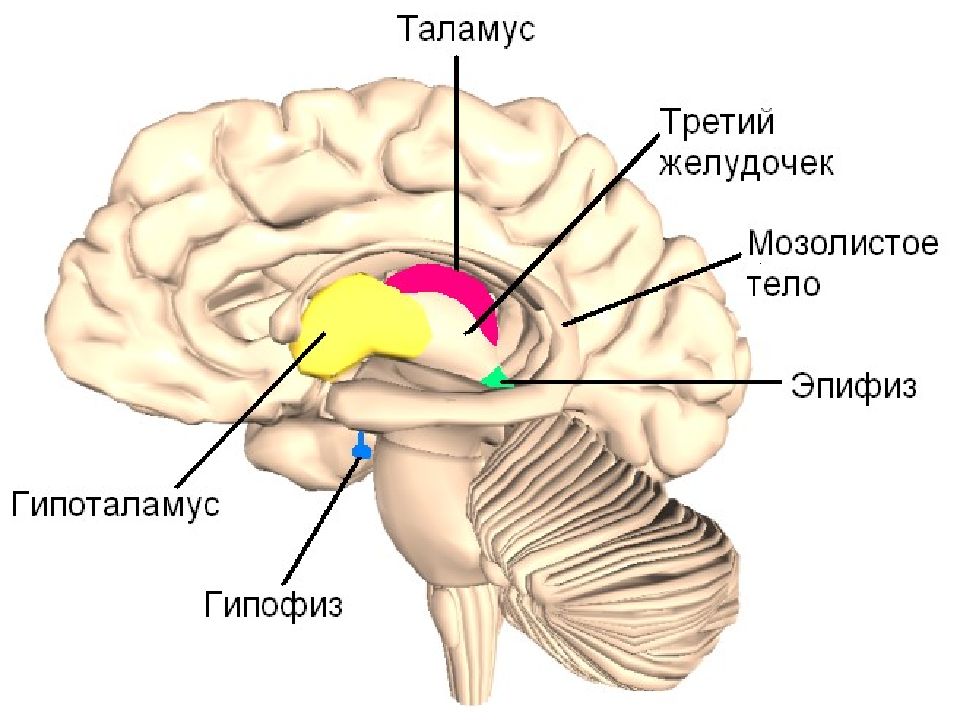 Промежуточный мозг на картинке