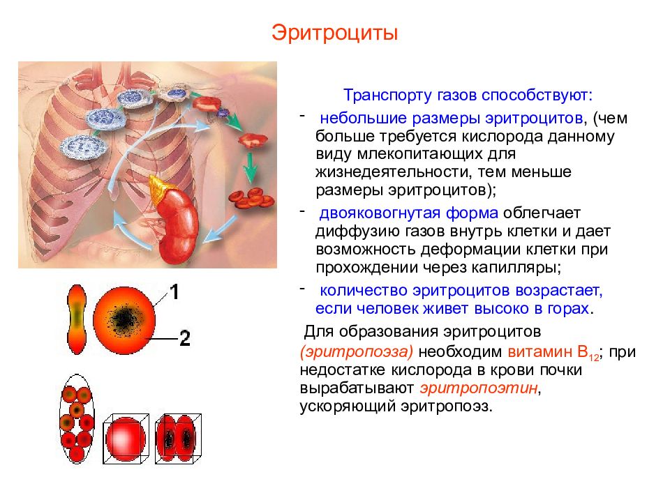 Презентация кровь пименов