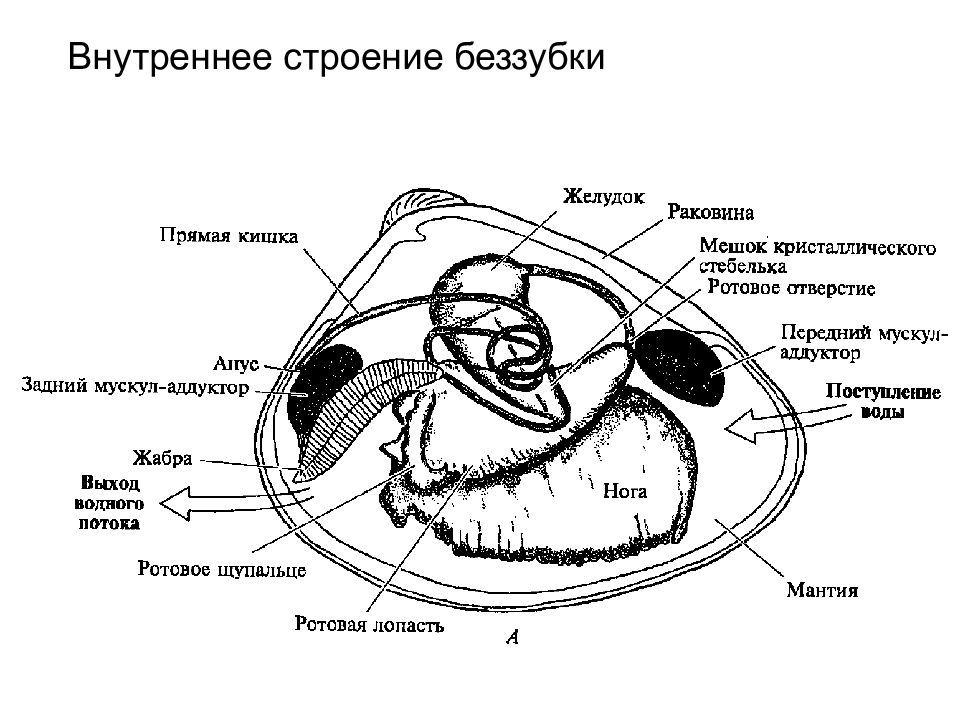 Внутреннее строение рисунок. Схема внутреннее строение двустворчатого. Внутреннее строение беззубки. Беззубка моллюск строение. Схема внутреннего строения беззубки.