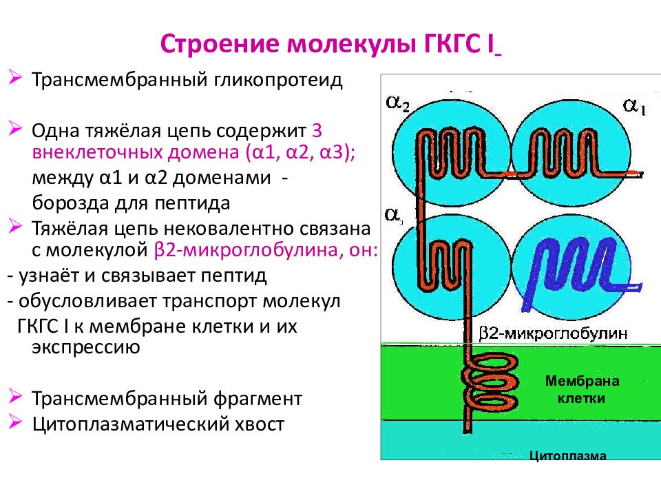 Молекула функции и строение. MHC комплекс гистосовместимости. Схема строения главного комплекса гистосовместимости. Строение молекулы гистосовместимости 1 класса. Строение молекул HLA I И II класса.