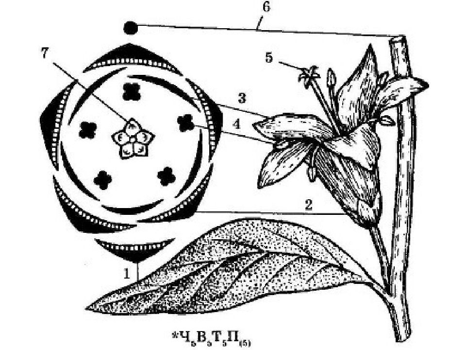 Схема цветка семейства пасленовых