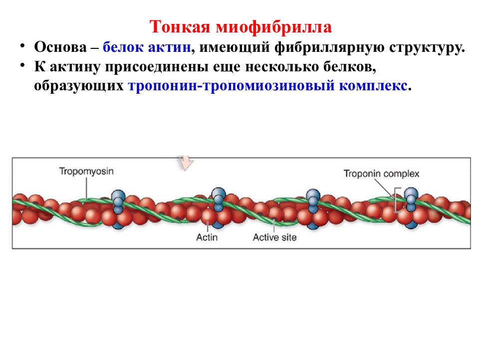 Актин ткань. Тропонин на актине. Актин структура. Белок актин биохимия. Актин структура белка.
