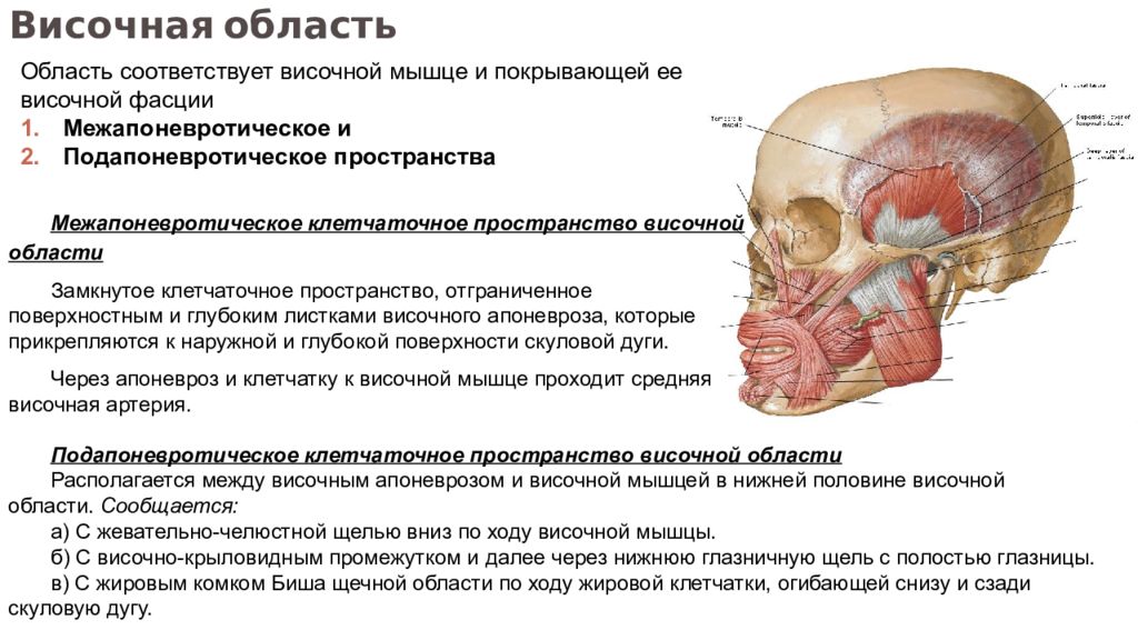 Височная область. Подапоневротическое клетчаточное пространство головы. Послойное строение височной области. Межапоневротическое клетчаточное пространство височной области. Клетчаточные пространства височной области.