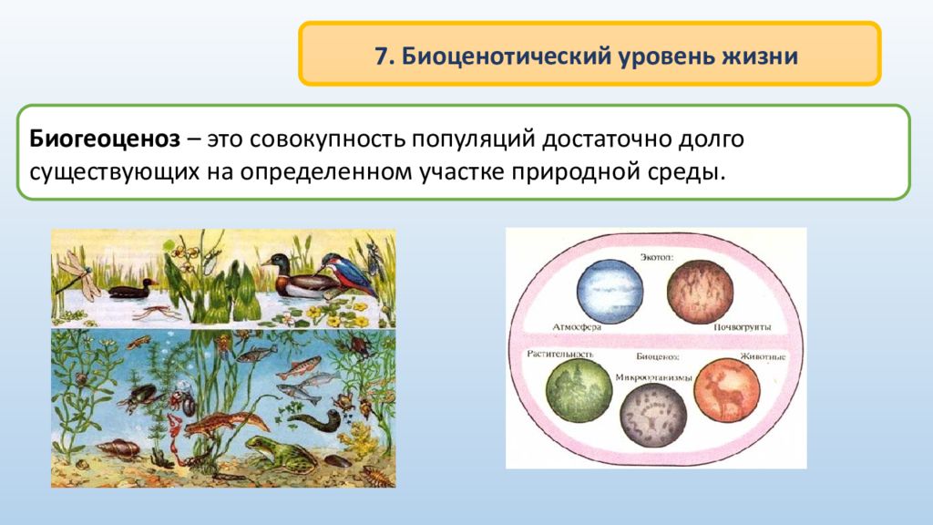 Примером биогеоценоза может служить организм человека. Биоценотический уровень организации жизни примеры. Уровни организации живого биоценотический. Биоценотический уровень организации живой материи. Биогеоценотический уровень организации жизни и биоценотический.