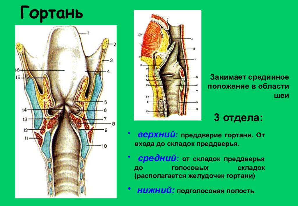 Преддверие гортани ограничено. Подголосовая полость гортани. Полость гортани анатомия строение. Голосовая складка гортани. Складка преддверия гортани.