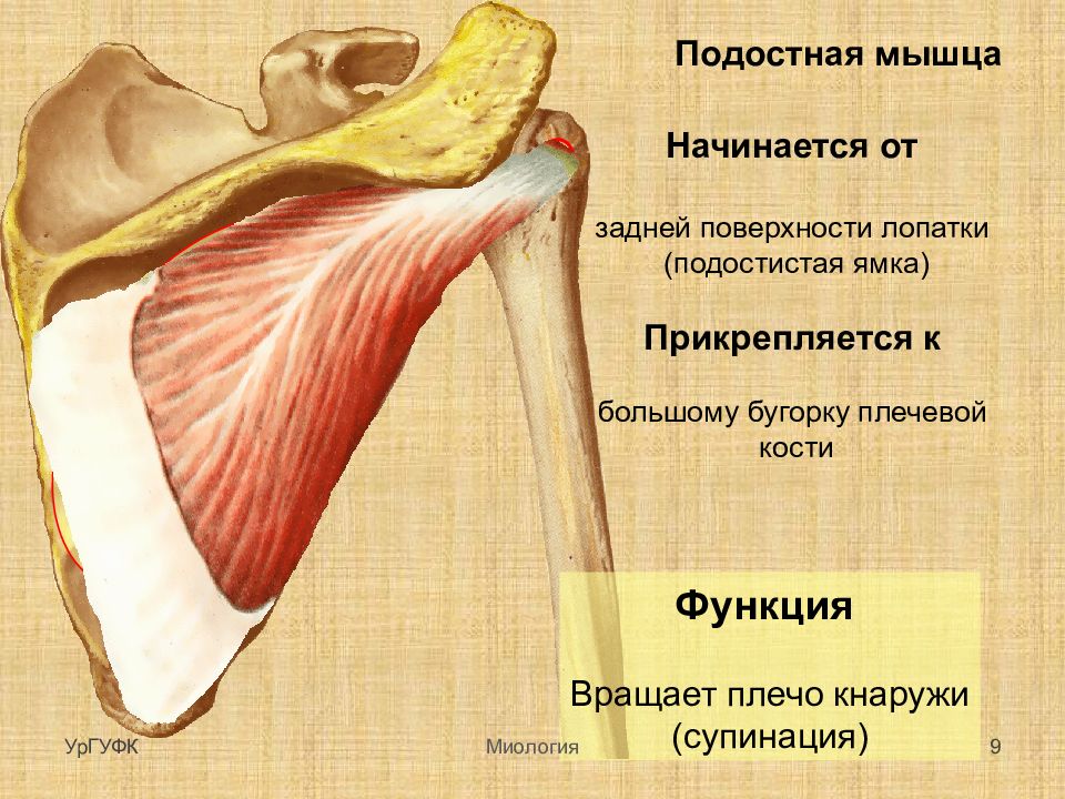 Лопатка относится к костям. Подостная мышца анатомия. Надостная подостная и малая круглая мышцы. Подостная мышца плеча прикрепление. Мышцы плечевого пояса подостная мышца.