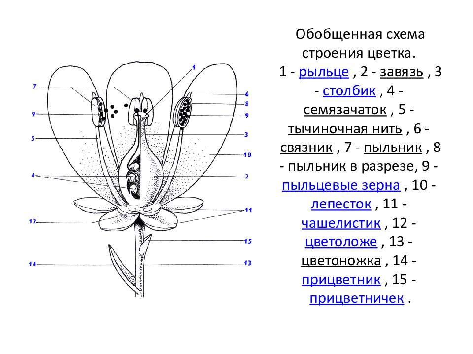 На рисунке подпишите названия частей цветка биология