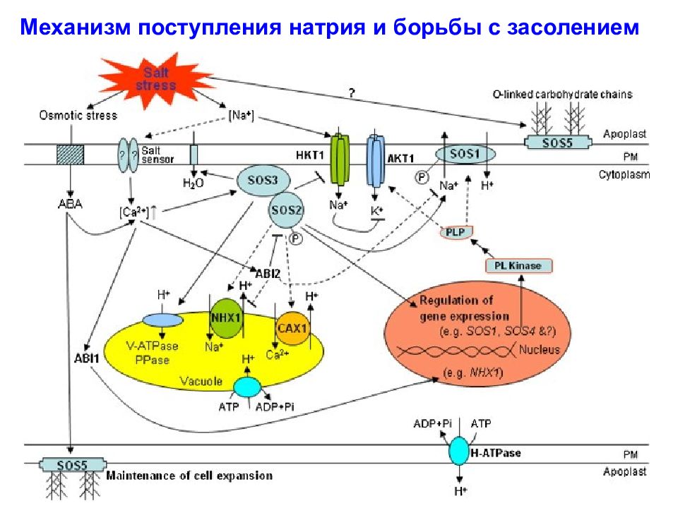 Механизм поступления. Оксидативный механизм. Механизм зачисления. Интерлейкин 1 при стрессе. Оксидативный стресс при приёме Файкомпа.