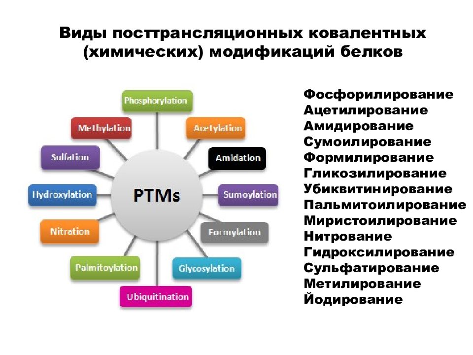 Виды химической модификации. Химическая модификация белков. Постсинтетическая модификация Белко. Посттрансляционная модификация белков фосфорилирование. Презентация посттрансляционная модификация белков.