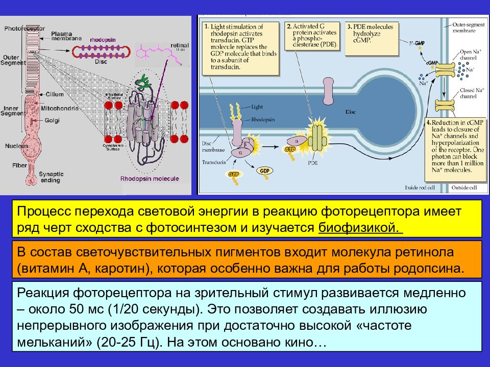 Т процесс. Трансформация световой энергии в фоторецепторах. Трансформация световой энергии в фоторецепторах и адаптация. Процесс зрение биофизика. Транспортный процесс биофизика.