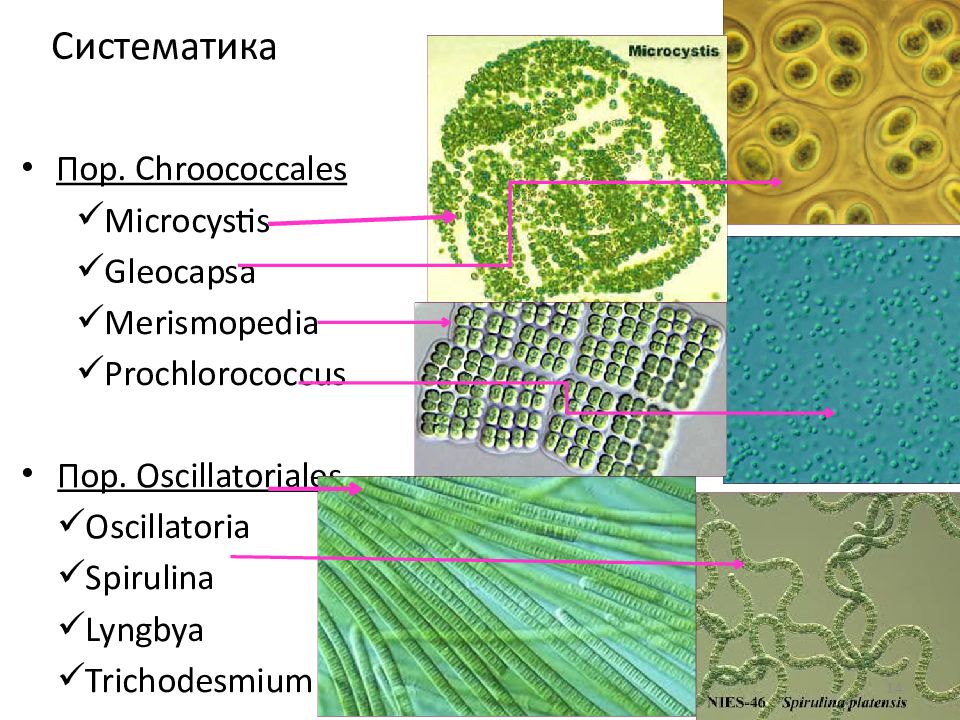 ПРОКАРИОТЫ Отдел сине-зеленые водоросли ( цианобактерии, хлороксибактерии, Систематика