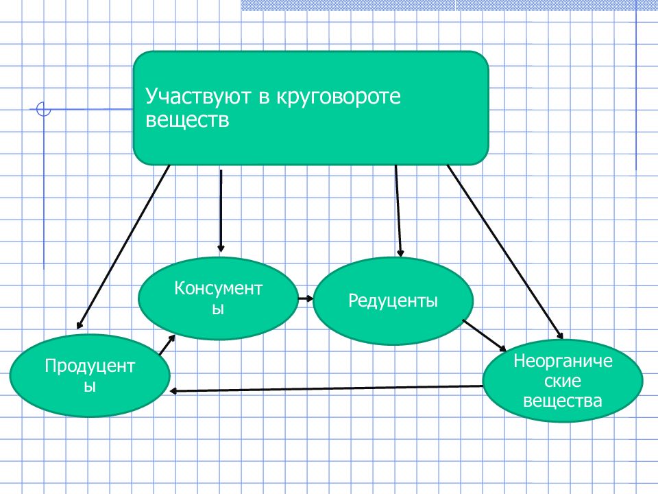 Схема круговорота веществ в сообществе водоема