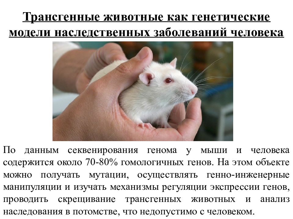 Трансгенные животные. Генная инженерия животных. Трансгенные мыши. Генная инженерия трансгенных животных. При расшифровке генома мыши было установлено