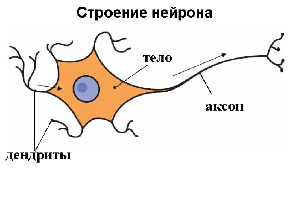 Строение нервных клеток презентация