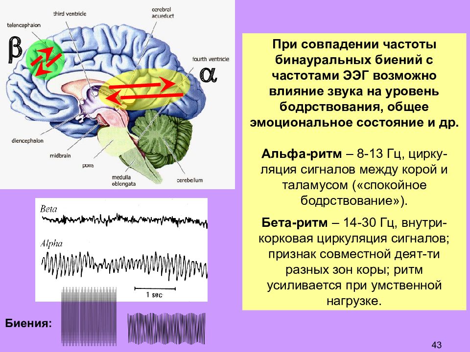 Мозг альфа бета. Частота звука влияющая на мозг. Ритмы головного мозга. Ритмы головного мозга и локализация. Альфа ритм мозга.