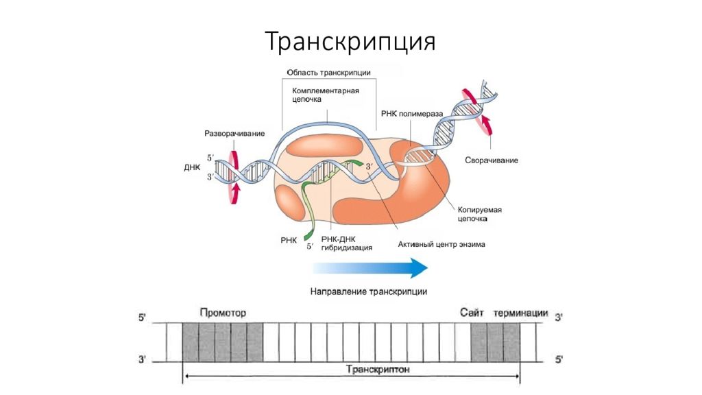 На каком уровне происходит транскрипция. Транскрипция белка. ингибиторы репликации и транскрипции.