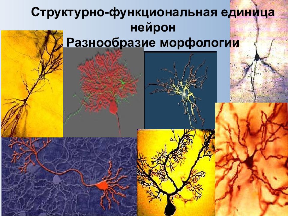 Повышенная возбудимость нервной системы. Общая физиология ЦНС. Возбуждение в ЦНС.