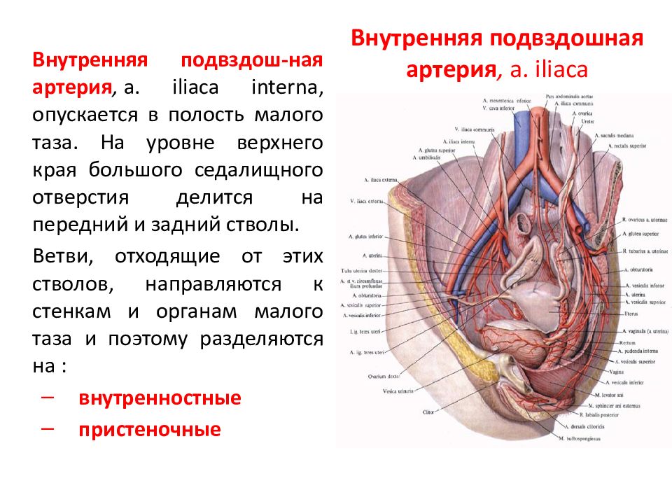 Общая подвздошная артерия презентация