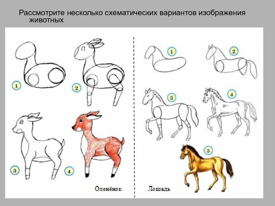 Анималистический жанр рисовать