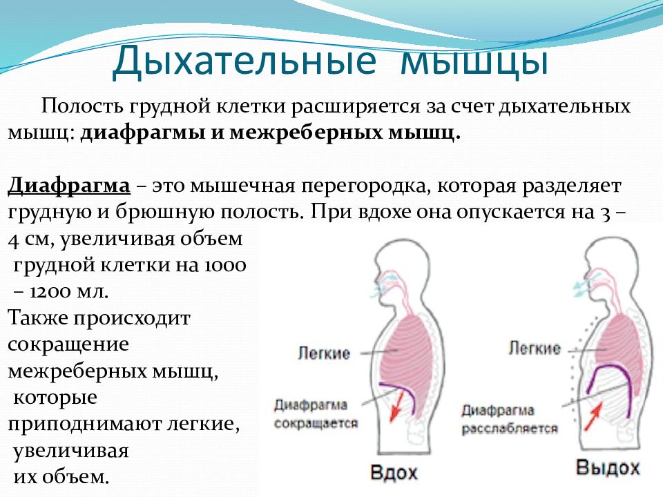 Как дышать животом