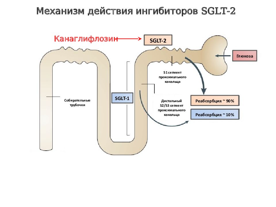 Инглт 2. Ингибиторы натрий-глюкозного котранспортера 2 типа. Ингибитор натрий глюкозного транспортера 2. Ингибитор натрий глюкозного котранспортера 2 типа механизм. Механизм действия натрий глюкозного котранспортера 2 типа.