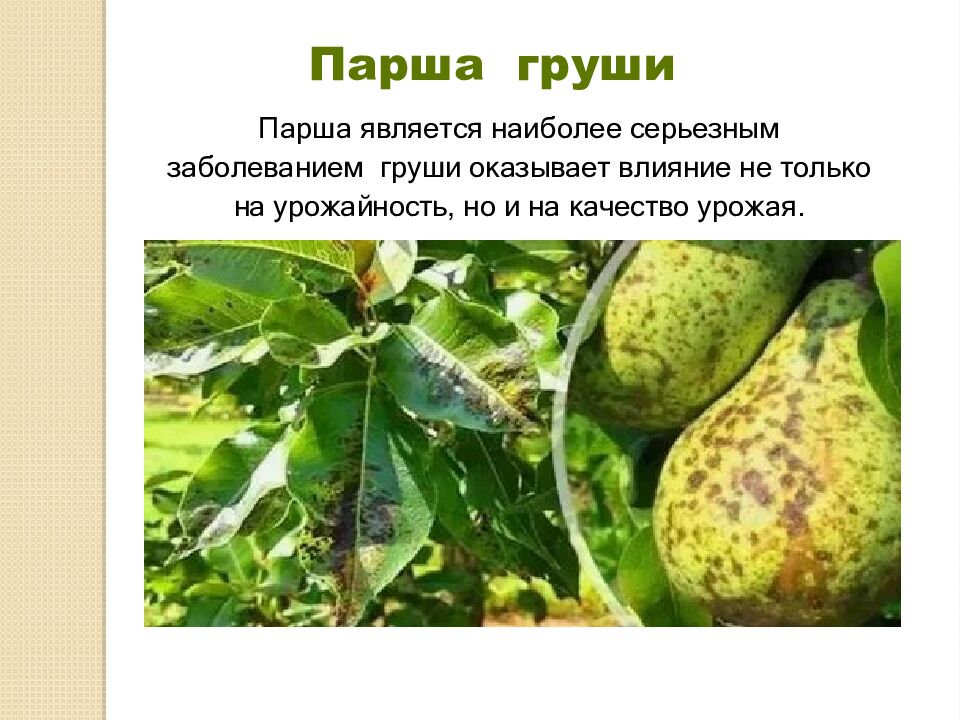 Презентация по дисциплине : « Интегрирования защита садовых растений » на тему