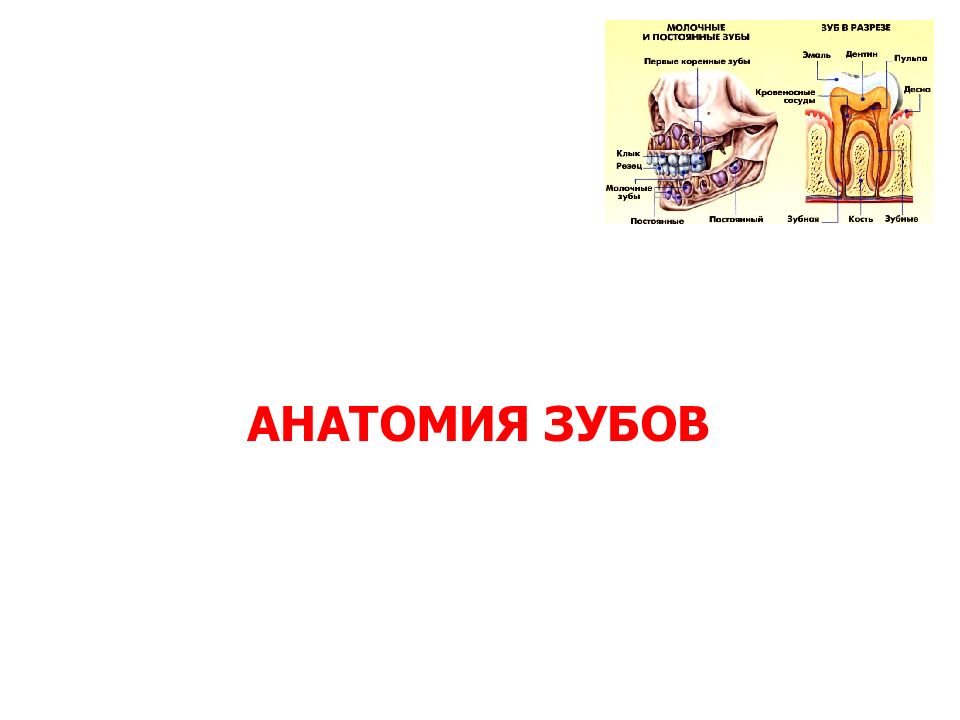 АНАТОМИЯ ЗУБОВ