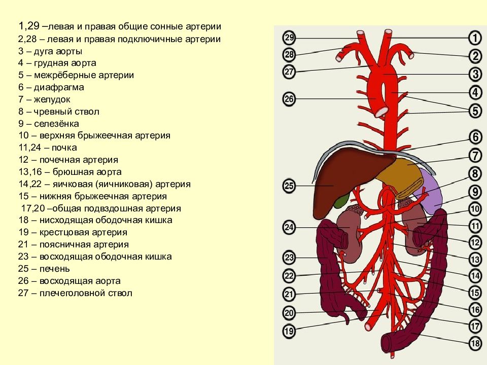 Брюшная аорта таблица