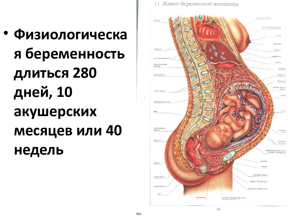 Органы при беременности расположение в картинках