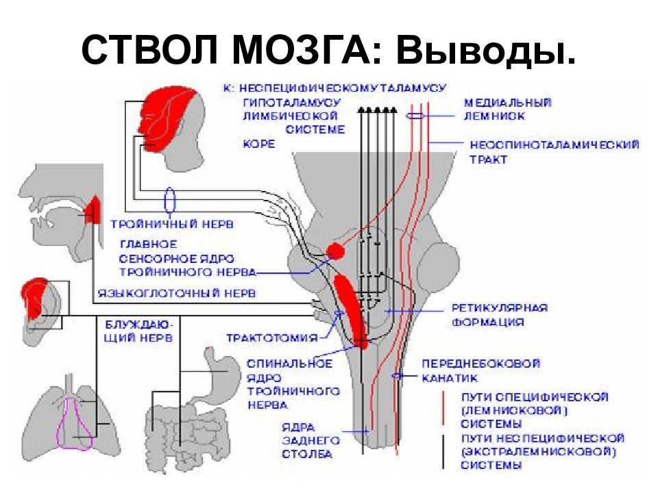 Ствол мозга это. Ствол мозга. Ядра мозгового ствола. Ядра ствола мозга. Ядра ствола головного мозга таблица.