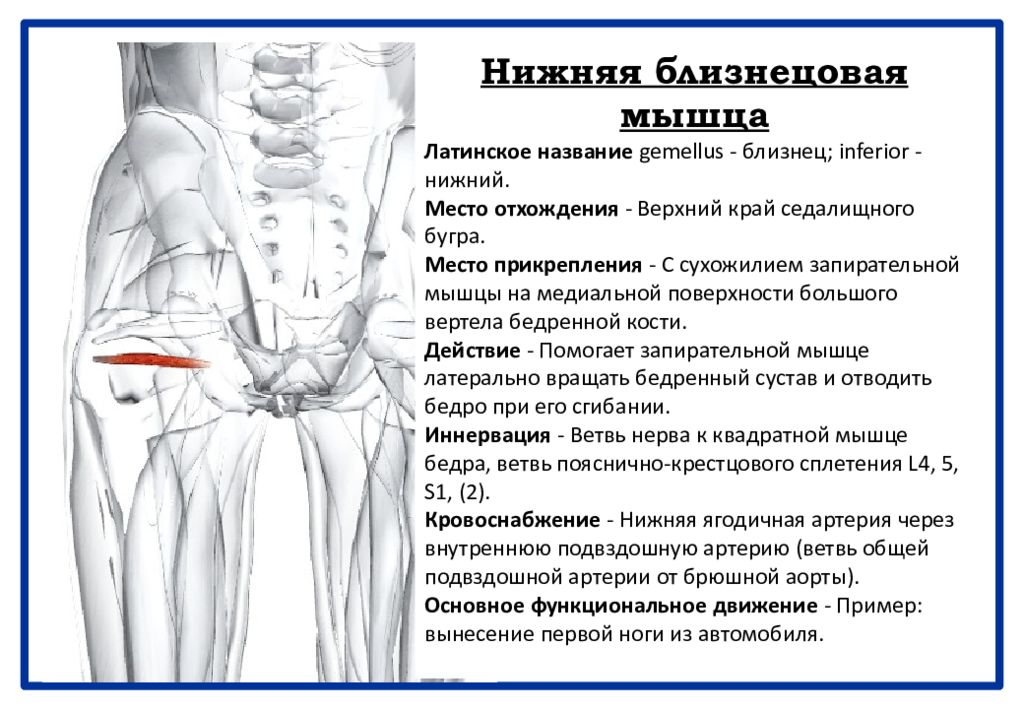 Нижний латынь. Верхняя и нижняя Близнецовые мышцы. Иннервация нижней Близнецовой мышцы. Внутренняя запирательная мышца прикрепление. Верхняя и нижняя Близнецовые мышцы латынь.