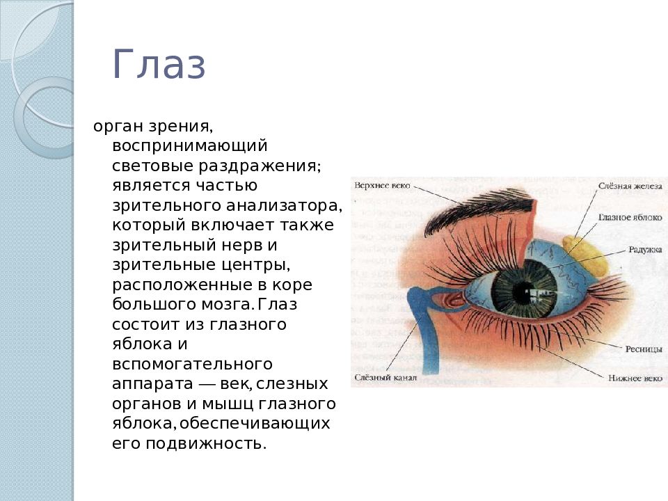 Какая часть глаза воспринимает световое изображение