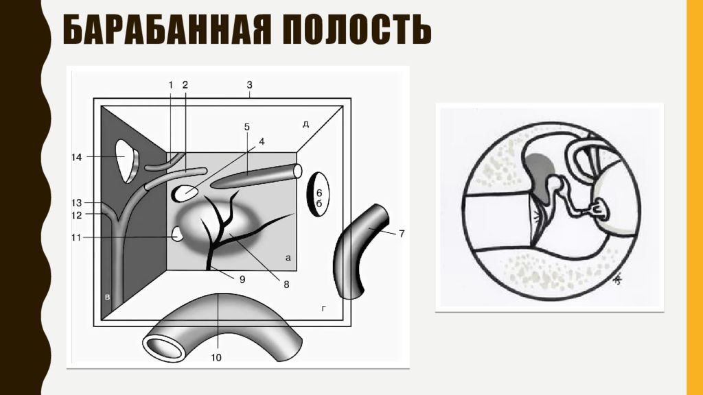 Барабанная стенка. Барабанная полость среднего уха схема. Барабанная полость анатомия схема. Строение барабанной полости. Стенки барабанной полости среднего уха.