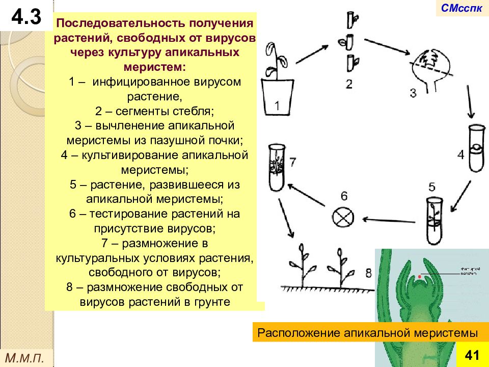 Порядок получен. Получение безвирусных растений методом культуры клеток. Технология получения безвирусных растений. Метод культуры апикальных меристем. Меристема размножение растений.