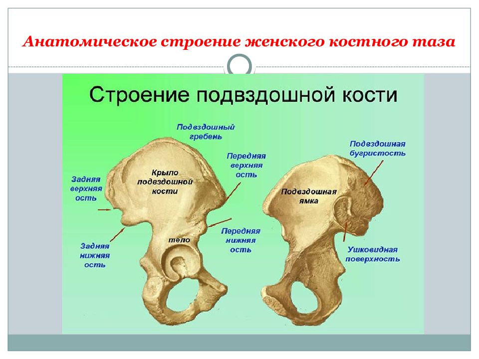 Подвздошный гребень где находится. Перелом вертлужной впадины тазовой кости. Подвздошная кость гребень. Строение таза подвздошная кость. Подвздошная кость крыша вертлужной впадины.