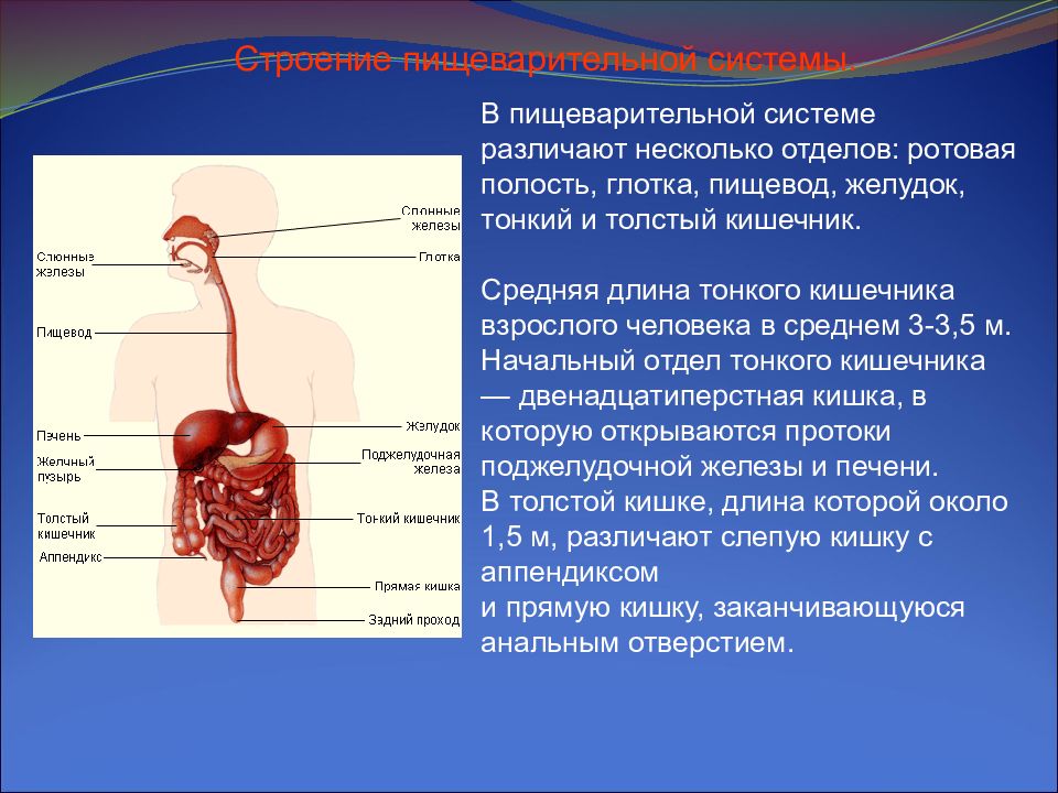 Органы пищеварения 3 класс окружающий мир презентация