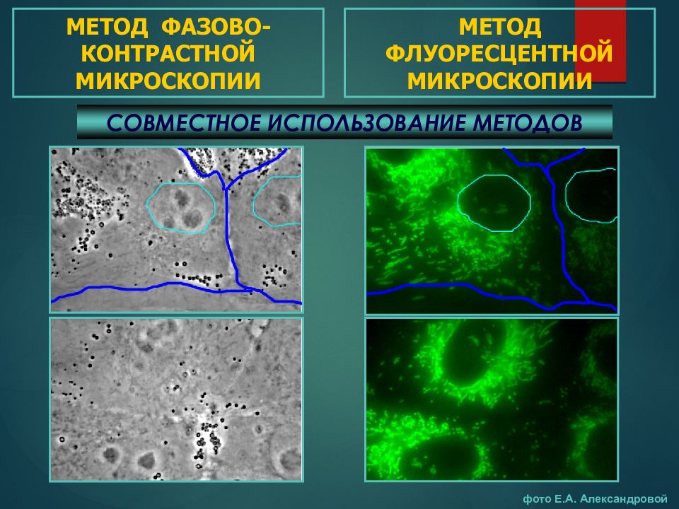 Световая микроскопия картинки